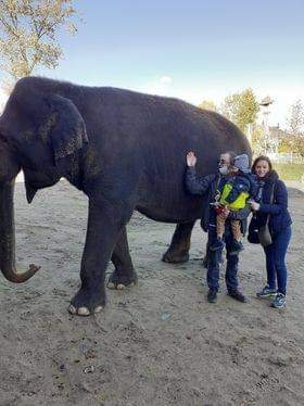 Mathieu et ses parents découvrent les animaux de Pairi Daiza et Mala, l'éléphant du parc