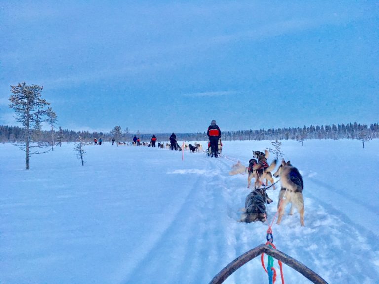 Alice en Laponie avec les chiens de traineaux