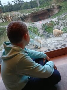 Célian qui regarde par la fenêtre un ours blance