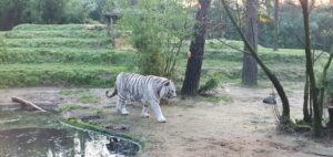 Tigre lors de la réalisation du voeu d'Adonis au Zoo de la Flèche